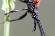 Lycid Beetle (Porrostoma sp)